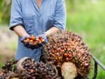 Buah Kelapa Sawit 1024x683