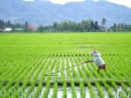 sedang_1643768209sawah