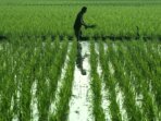 sawah-merauke-swasembada-pangan-papua-3868302390