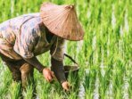 ilustrasi-petani-padi-ok