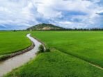 irigasi-sawah