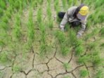 Ilustrasi-sawah-kering-scaled