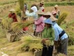 Potret-petani-Indonesia-usia-di-atas-45-tahun-1