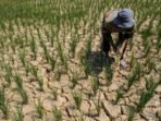 Ribuan-Sawah-Kekeringan-010819-bk-4